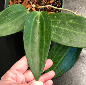 Hoya Clandestina