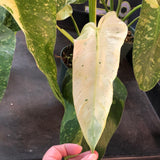 Philodendron Jose Buono