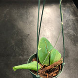 Hoya Balaensis (Hanging Basket)