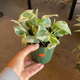 Pearls n Jade Epipremnum (pothos)
