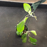 Hoya Elmerii (Hanging Basket)