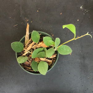 Hoya Nummularoides