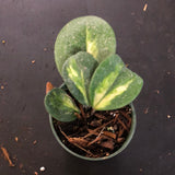 Hoya Obovata (Albo inner variegated)