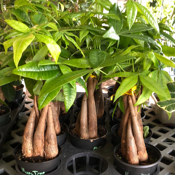 lucky money tree care Money Tree 'Lucky Braids' (Pachira Aquatica) – Christine's Tropical & Exotic Plants
