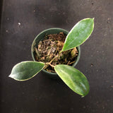Hoya Moonshadow (outer variegated) AKA 'Eclipse' Incrassata