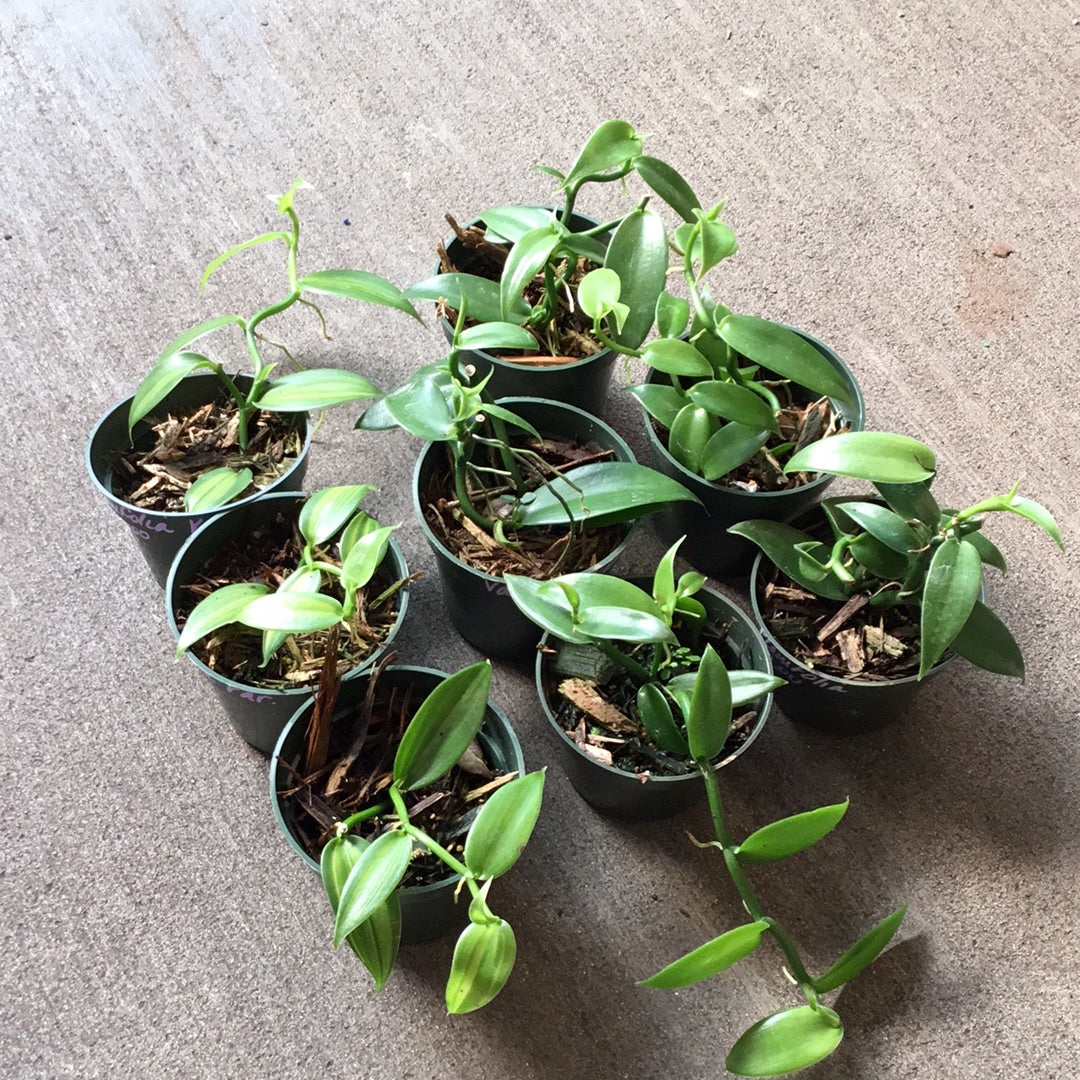 indoor vanilla bean plant Vanilla Planifolia aka Vanilla Bean Orchid – Christine's Tropical & Exotic  Plants