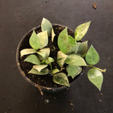 Hoya Krohniana (Super Silver)