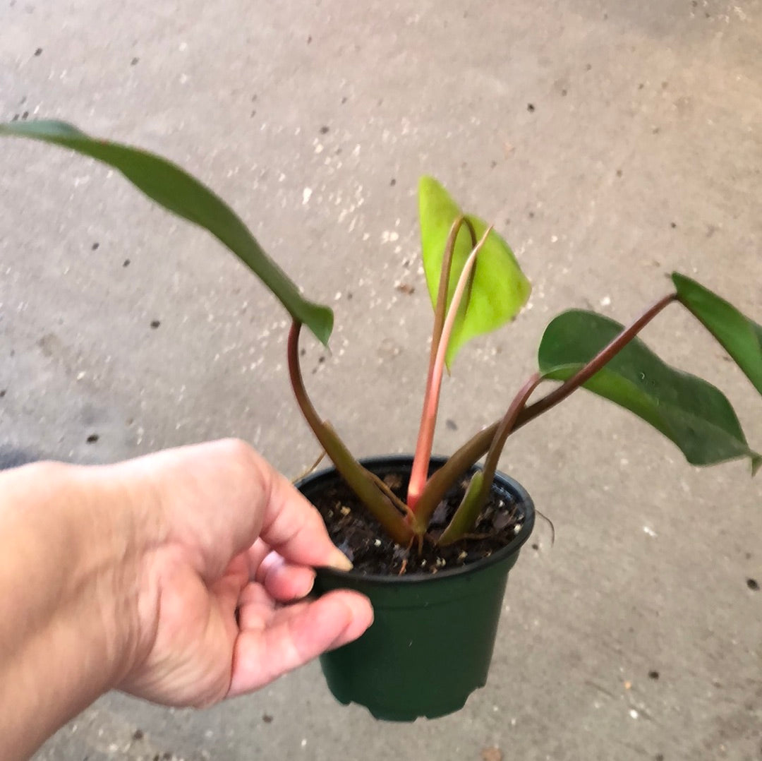 philodendron bloody mary vs red emerald Philodendron Red Emerald – Christine's Tropical & Exotic Plants