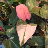 Philodendron Pink Princess