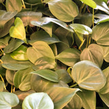 Philodendron Cordatum 'Lemon-Lime'