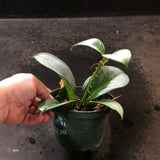 Hoya Bicknellii