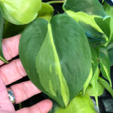 Philodendron Brasil