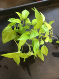 Neon Pothos