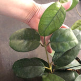 Hoya Fungii (Hanging Basket)