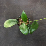 Hoya Bicknellii