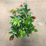 Reindeer Philodendron AKA Philodendron Pedatum in hanging basket