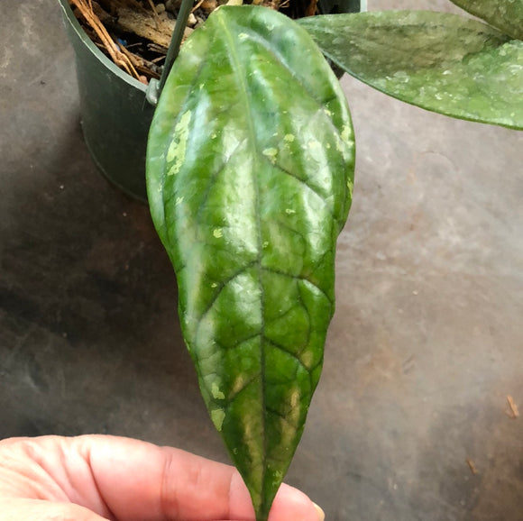 Hoya Germany sp. (Hanging Basket)