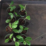 Hoya Erythrina’Bajo’