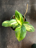 Hoya Moonshadow Incrassata