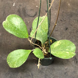 Hoya Michele (Hanging Basket)