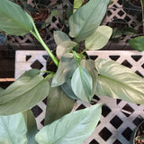 Philodendron Silver Sword Hastatum