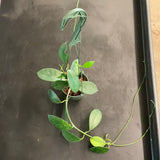 Hoya Diversifolia (hanging basket)