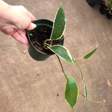 Hoya Latifolia variegated margins AKA macrophylla albo marginata
