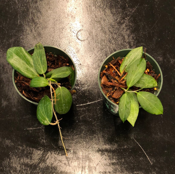 Hoya Fitchii