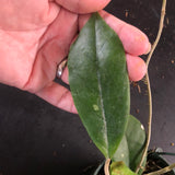 Hoya RHM 1021 (Hanging Basket)