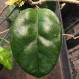 Hoya Fungii (Hanging Basket)