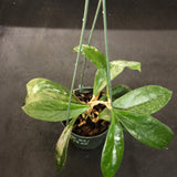 Hoya RHM 1021 (Hanging Basket)