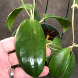 Hoya Merrillii (hanging basket)