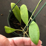 Hoya Bhutanica (Hanging Basket)