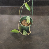 Hoya Caudata (Hanging Basket)