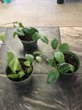 Hoya Ovalifolia