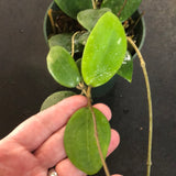 Hoya Hat Som Paen (IML 1438)