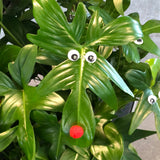 Reindeer Philodendron AKA Philodendron Pedatum in hanging basket