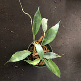 Hoya Archboldiana X Macgillvrayii 'Kaimuki'