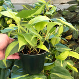 Philodendron Brasil