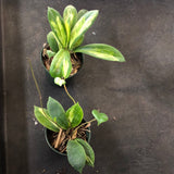 Hoya Moonshadow Incrassata