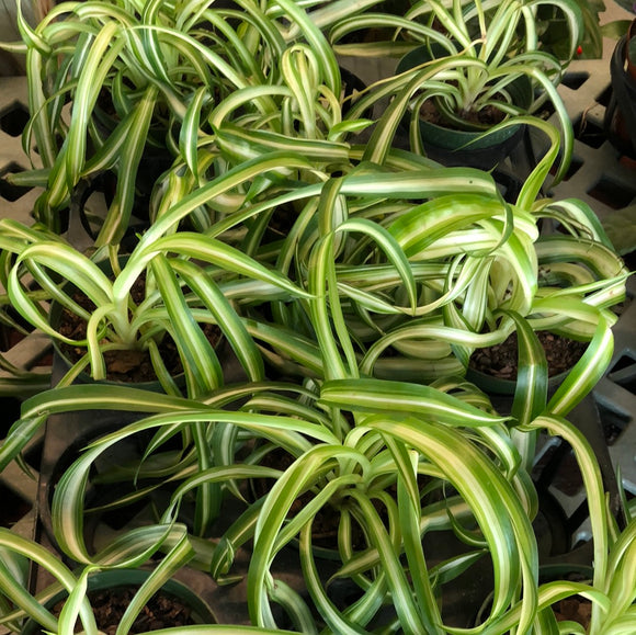 Spider Plant 'Curly' (Clorophytum Comosum 