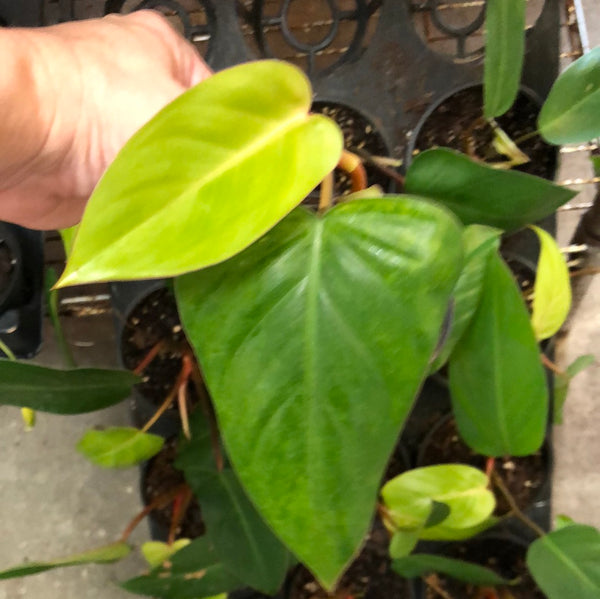 Philodendron Red Emerald – Christine's Tropical & Exotic Plants