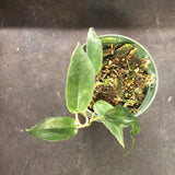 Hoya Archboldiana