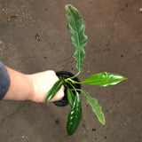 Philodendron "Jungle Boogie" AKA Tiger Tooth