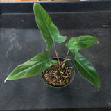 Philodendron Mexicanum