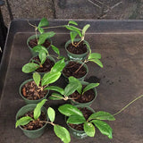 Hoya Erythrina’Bajo’