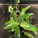 Hoya EPC 301 black leaf