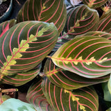 Red Maranta aka Red Prayer Plant