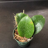 Hoya Surigaoensis
