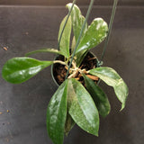 Hoya RHM 1021 (Hanging Basket)